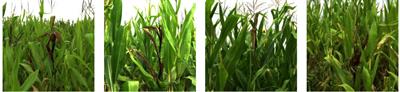 Maize disease detection based on spectral recovery from RGB images